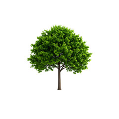 Single green oak tree with lush foliage isolated on a white background