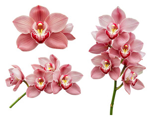 Obraz premium Three delicate pink orchid flowers and two orchid stems isolated on transparent background