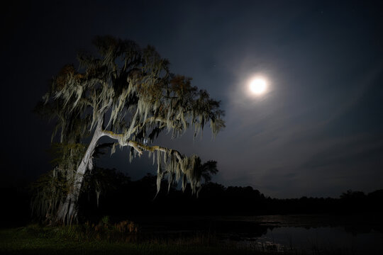A spooky tree with spanish moss under a bright moon in the dark night landscape scene outdoors