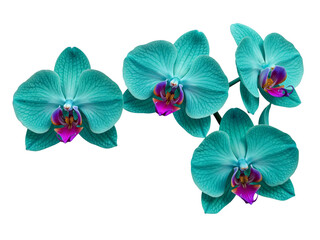 Close up of vibrant teal orchid flowers with purple and pink centers on a black background isolated on transparent background