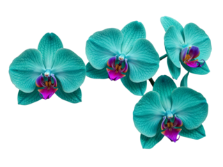 Close up of vibrant teal orchid flowers with purple and pink centers on a black background isolated on transparent background