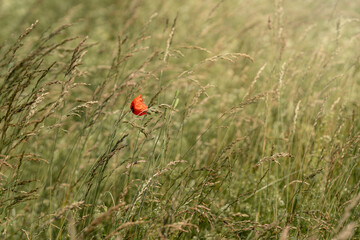Red poppy in grass field illuminated by sunlight, minimalism