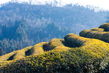 green tea farm on the mountain