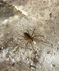 Spider on a rough concrete or stone surface. Brown body with long legs, commonly found indoors or in basements.