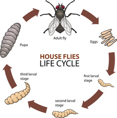 illustration of house flies life cycle diagram