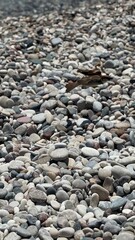 Flying bird on the beach