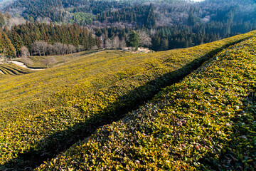 high-angle view of the green tea farm on the mountain