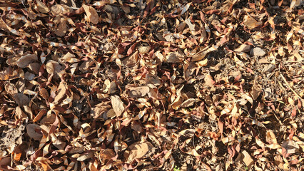 Mid-summer heat causes the seedpods of an Orchid tree (Bauhinia variegata) to crack and burst open, scattering their contents, leaving behind dried, empty pods.