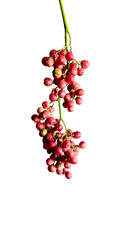 In July, a vibrant cluster of berries adorns the Peruvian peppertree (or false black pepper tree), its small, round fruits maturing and adding a colorful display. Isolated on white background.