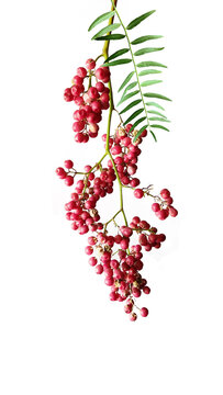 In July, a vibrant cluster of berries adorns the Peruvian peppertree (or false black pepper tree), its small, round fruits maturing and adding a colorful display. Isolated on white background.
