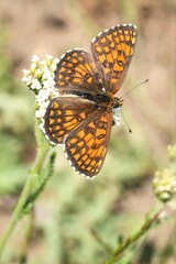 A vibrant orange and brown butterfly perched delicately on a cluster of small white flowers