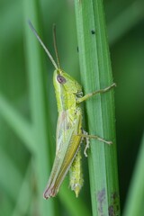 Closeup on the European small Gold grasshopper, Euthystira brachyptera