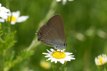 Closeup on a small European Sloe Hairstreak butterfly Satyrium acaciae on a daisy
