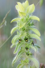 Closeup on a flowering shepherd's tea wildflower, Sideritis montana in Bulgarian mountains