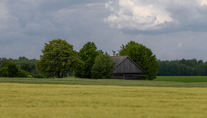 A rural landscape with a gray barn among the trees, a vacation at grandparents'