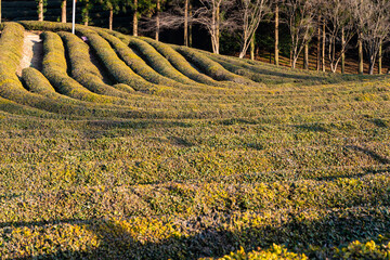 high-angle view of the green tea farm on the mountain