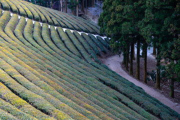 high-angle view of the green tea farm on the mountain