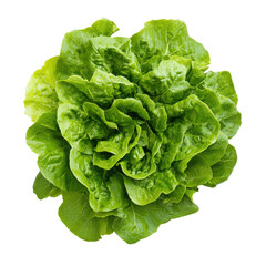 Obraz premium Fresh Green Lettuce Head Isolated on Black Background isolated on a transparent background