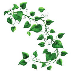 Obraz premium Lush Green Vine Twirling on Black Background Botanical Illustration isolated on a transparent background