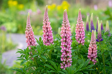 Colourful display of lupins flowering in a summer garden border. Lupins, lupin plant (lupinus) with pink flowers growing in a back garden. 