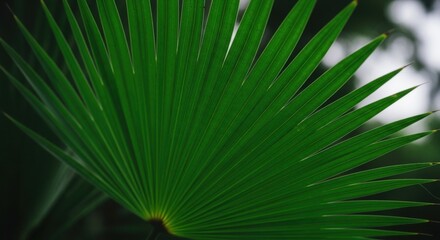 Close up of a large green palm leaf with water droplets in the sunlight creating a natural pattern