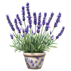 Fototapeta premium Lavender in a decorated pot beautiful purple flowers home decor floral arrangement isolated on a transparent background