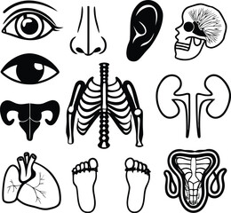 Anatomy study: A detailed monochrome illustration of diverse human organs, meticulously captured with striking clarity and artistic flair.