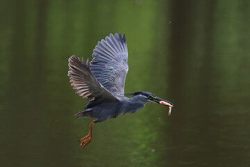 The striated heron catches fish in the lake.