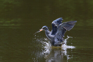 The striated heron catches fish in the lake.