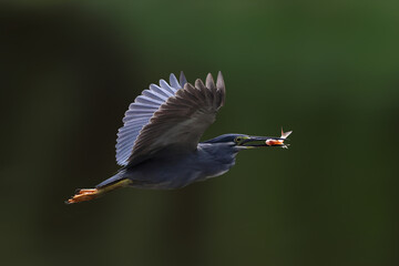 The striated heron catches fish in the lake.