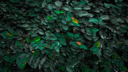 green leaves background