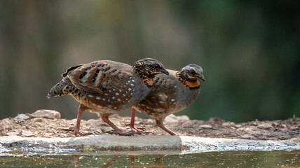 Partridge bird with use of selective focus 