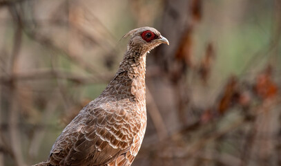 Kalij pheasant female bird. Close up, selective focus.