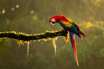 Scarlet Macaw perched on mossy branch, vibrant plumage, golden sunlight, tropical rainforest, serene mood, wildlife photography.