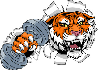 A tiger weight lifting gym animal sports mascot holding a dumbbell weight in his claw