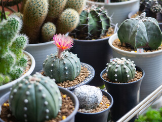Astrophytum pink flower blooming desert plant green cactus cacti home garden fresh watering...