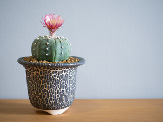 Astrophytum pink flower blooming desert plant green cactus cacti home garden indoor fresh...