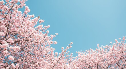 Serene Cherry Blossom Trees Against a Clear Blue Sky