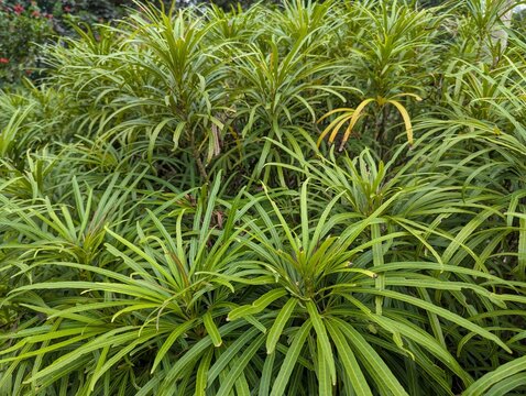 Long leaves of miagos bush (Osmoxylon lineare)