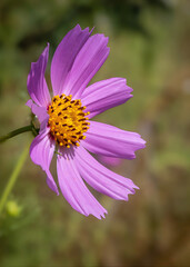 Obraz premium An individual, beautiful, pink cosmos flower which grows all along the roadsides in parts of South Africa, is actually a weed in this country, originally coming into the country in horse feed.