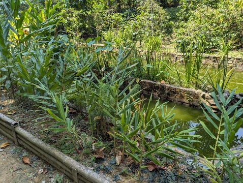 Rows of ginger (Zingiber officinale) grown organically in sustainable farming