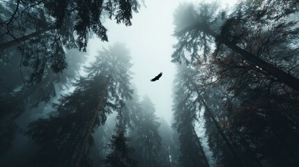Misty forest view looking up, with bird soaring in the sky