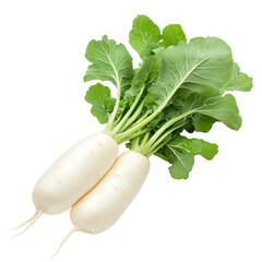 Two fresh white radishes with green leaves isolated on black background healthy food vegetable harvest isolated on a transparent background