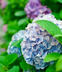 Blooming Blue Hydrangea in a Green Garden
