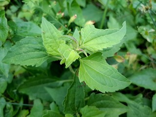 Chromolaena odorata is also known as Jack in the Bush. It is a tropical and subtropical species of...
