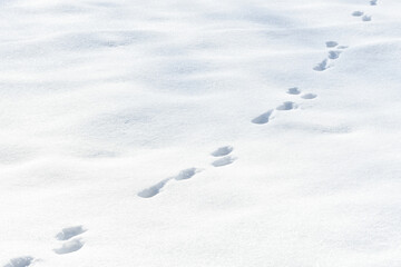 Animal tracks in snow. Tracks of a hare in a snow covered winter field