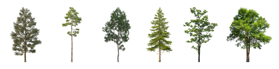 Transparent background: Six diverse trees with various forms and foliage, including pine and deciduous, ideal for landscaping and natural scenes.

