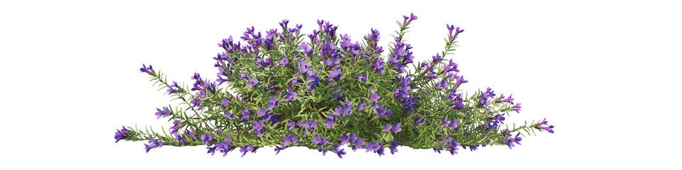 Naklejka premium Transparent background: Vibrant bush with abundant purple flowers and green foliage, ideal for garden landscaping, borders, and natural backdrops.