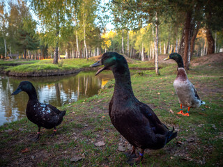 Three ducks near a forest pond on a calm autumn day. Birds standing on the grassy shore surrounded...