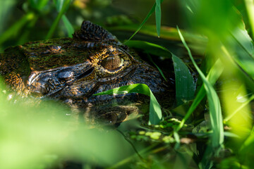 Close-up of a Spectacled Caiman (Caiman crocodilus), camouflaged in a mangrove swamp in Tortuguero, Costa Rica.